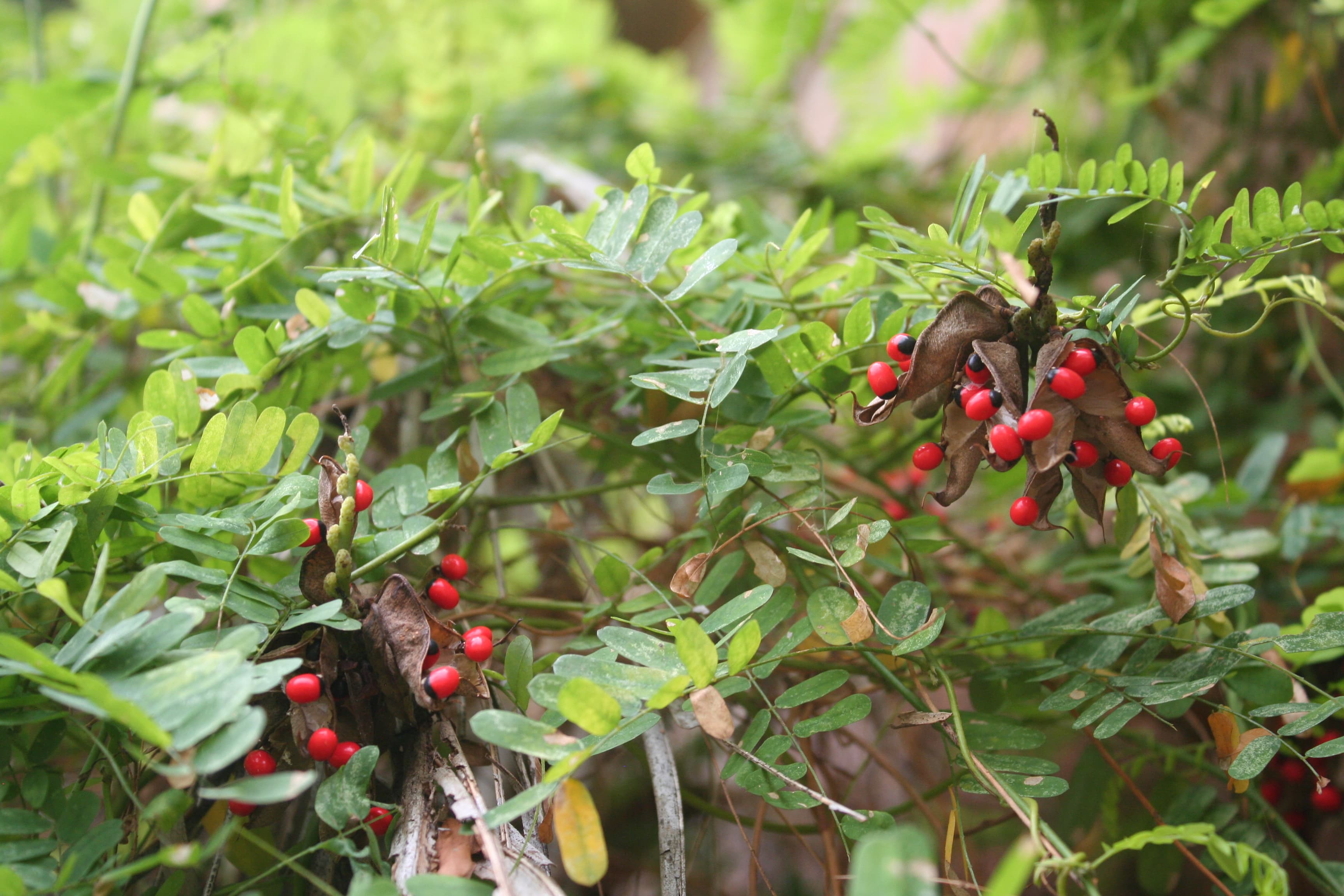 Abrus precatorius (rosary pea) seeds in open pods