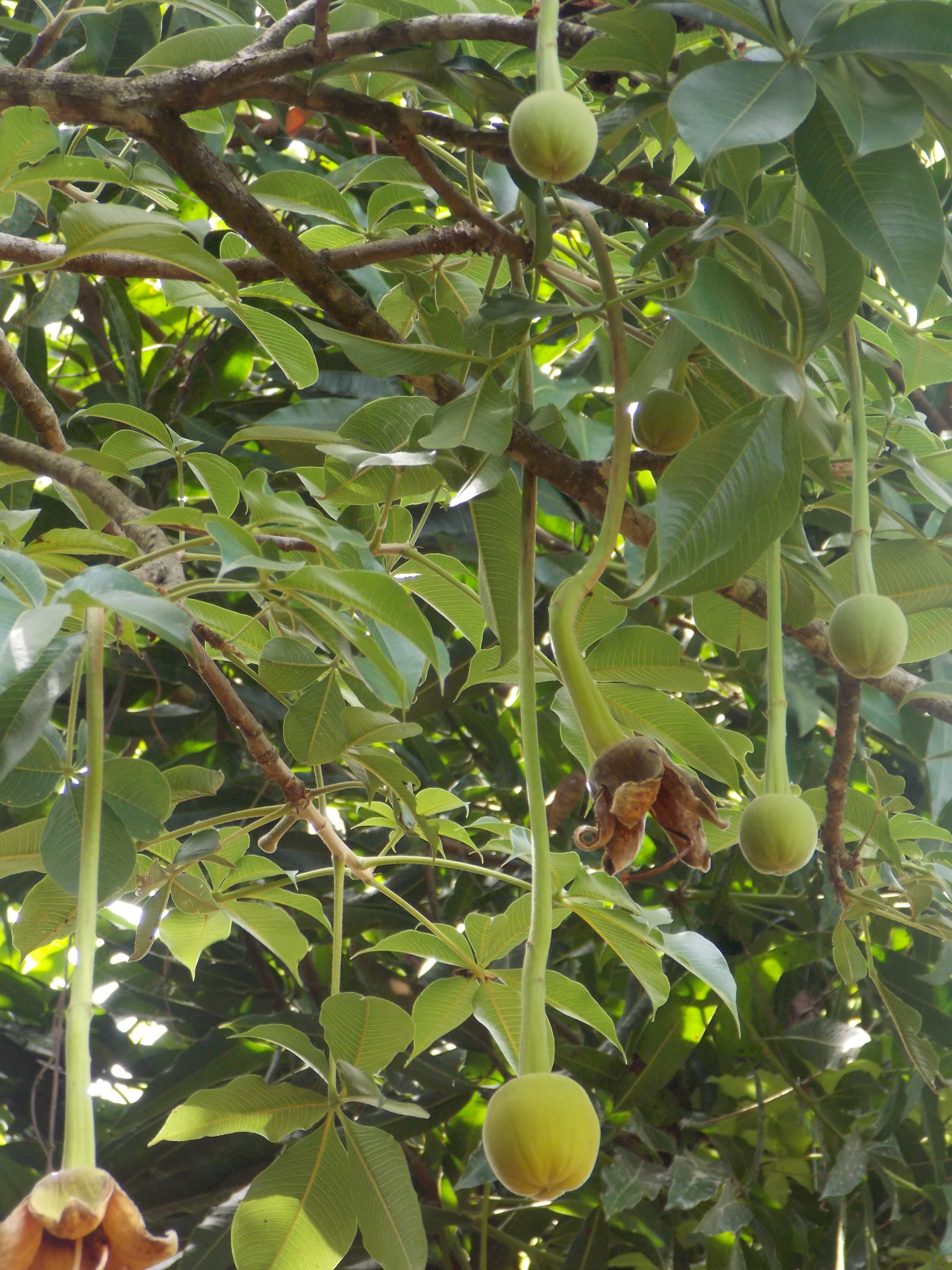 Adansonia digitata (African baobab) fruit hanging from the tree