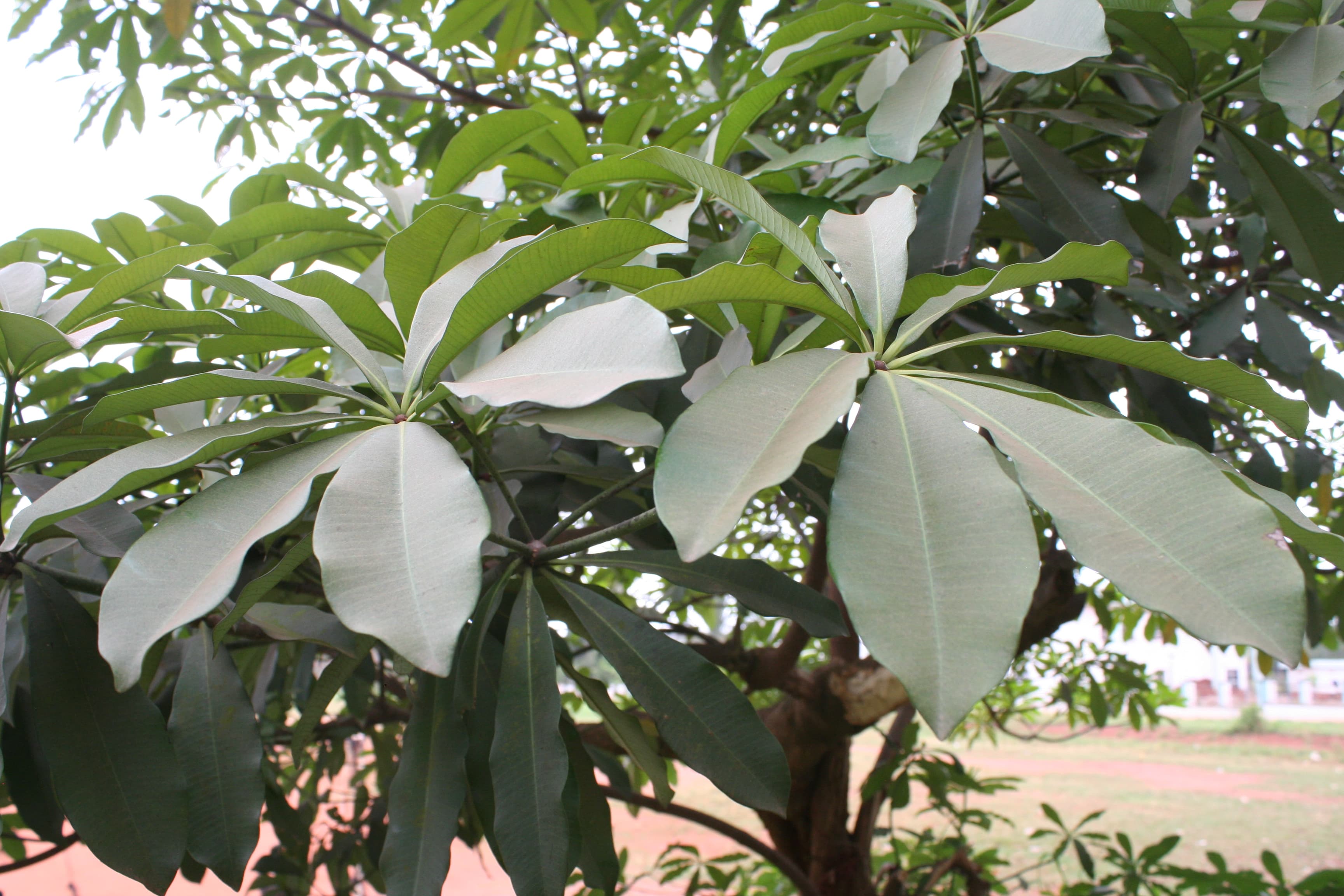 Alstonia boonei (cheese wood) leaves