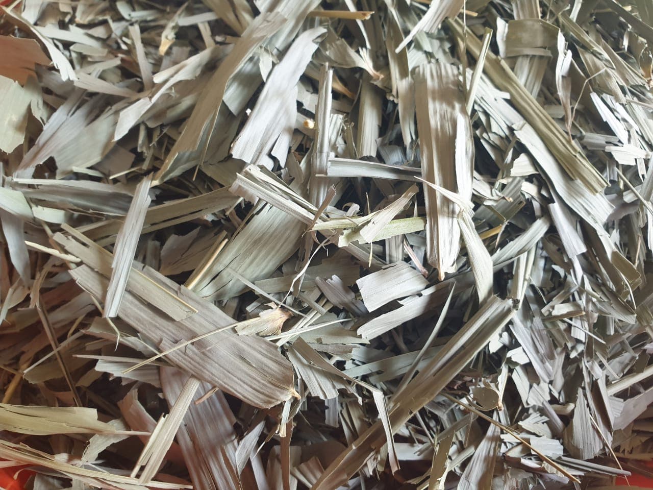 Bambusa vulgaris (bamboo) dried leaves