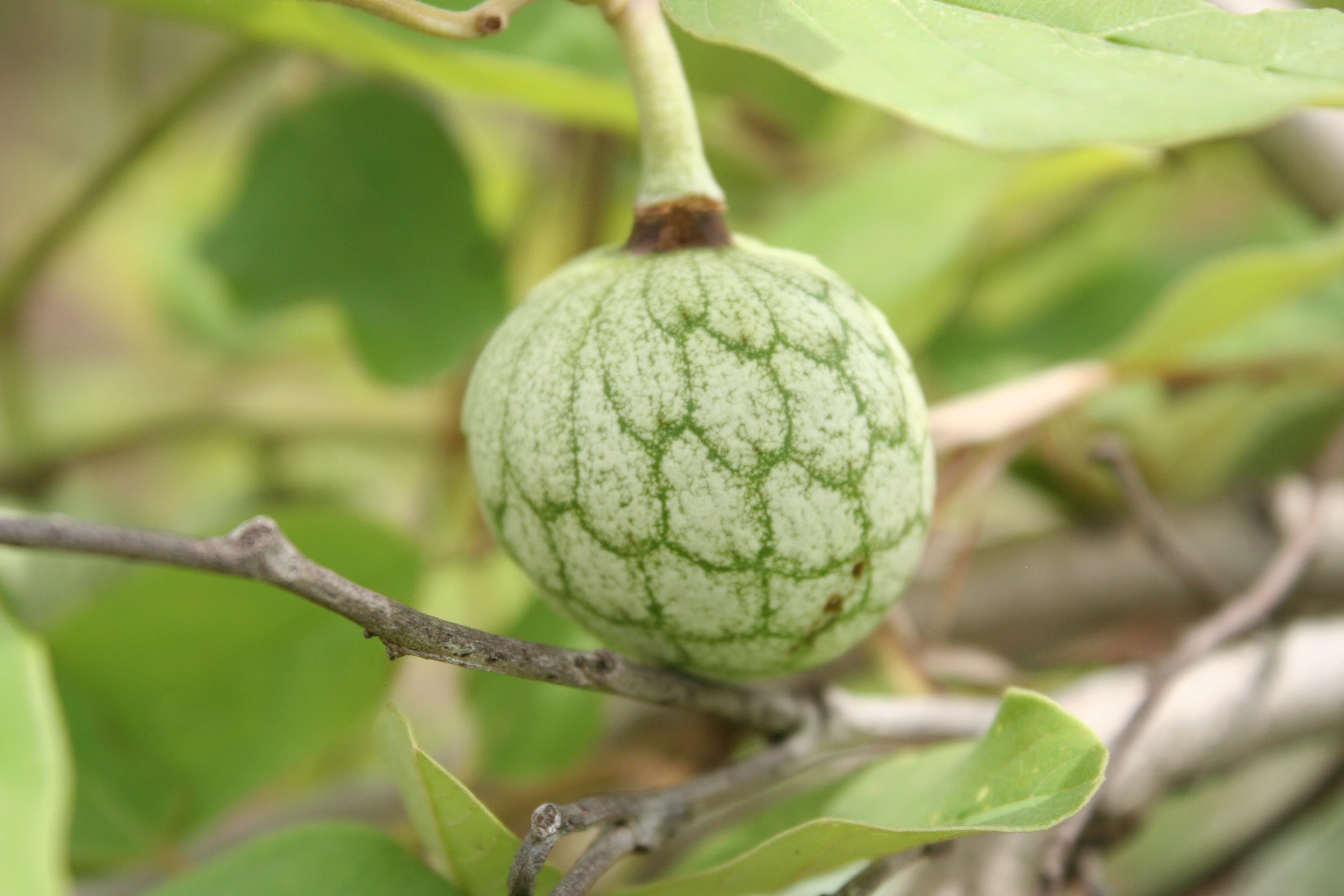 Annona senegalensis (African custard apple) fruit
