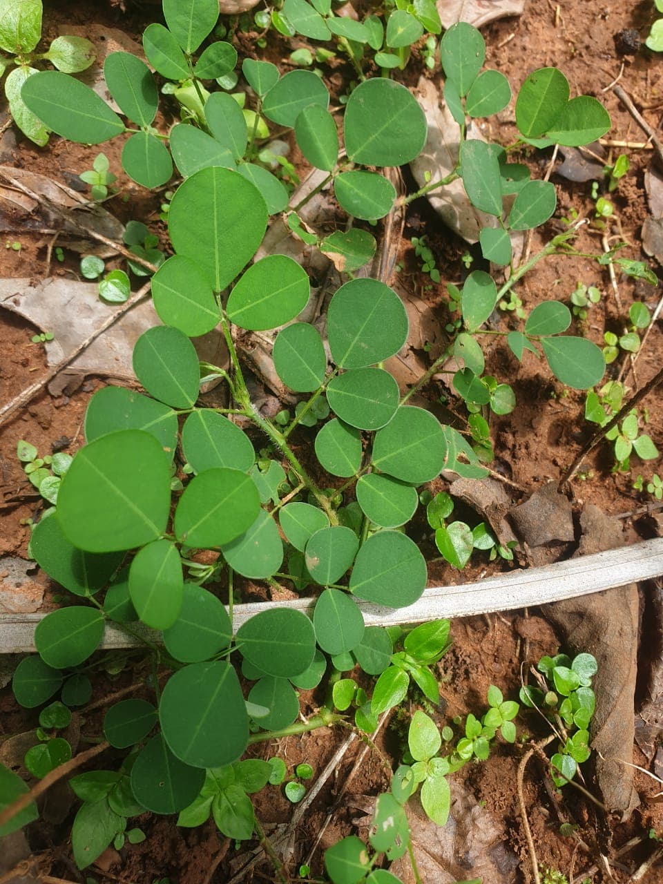 Desmodium adscendens leaves