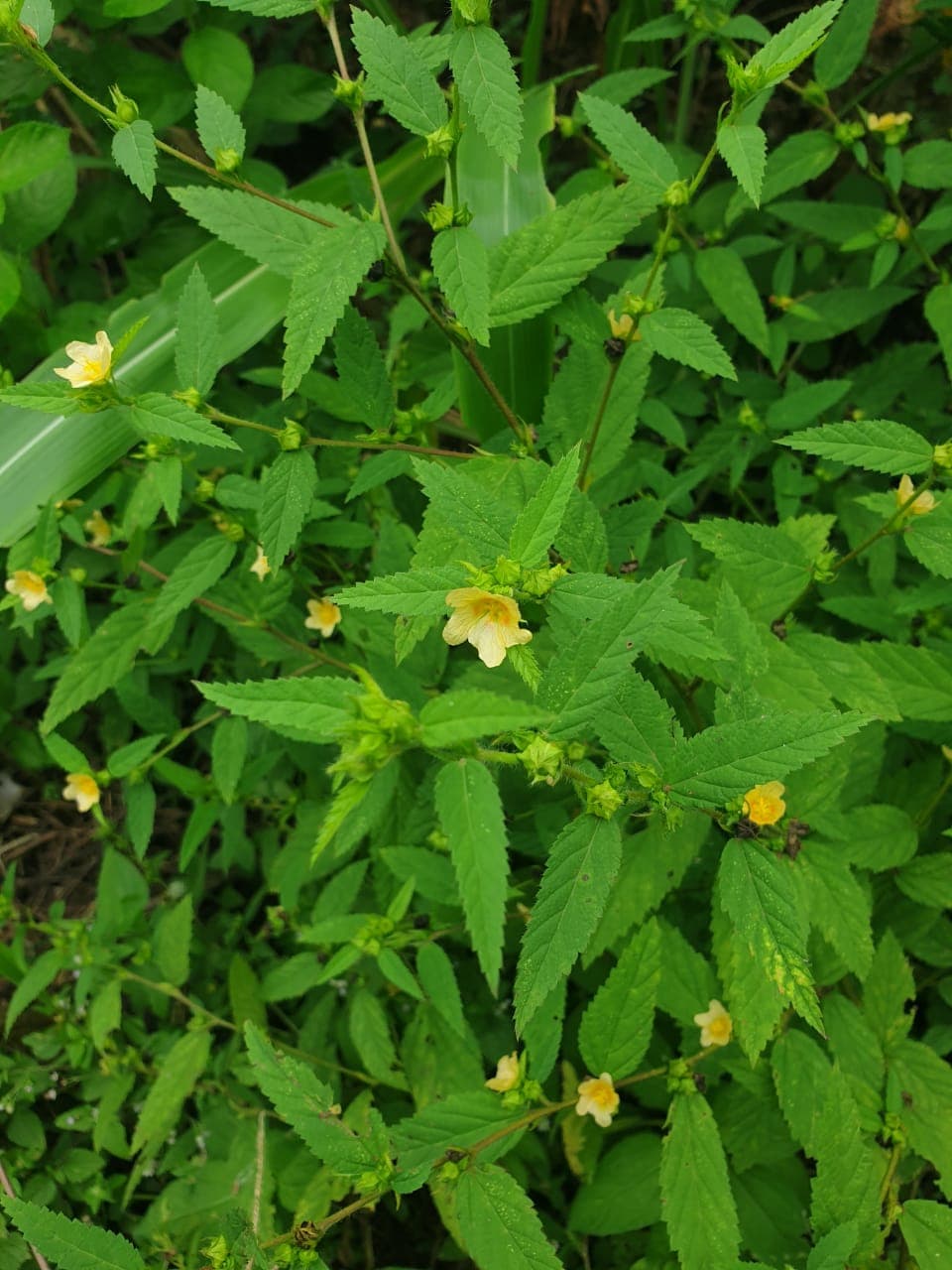 Sida acuta (common wireweed) leaves and flowers