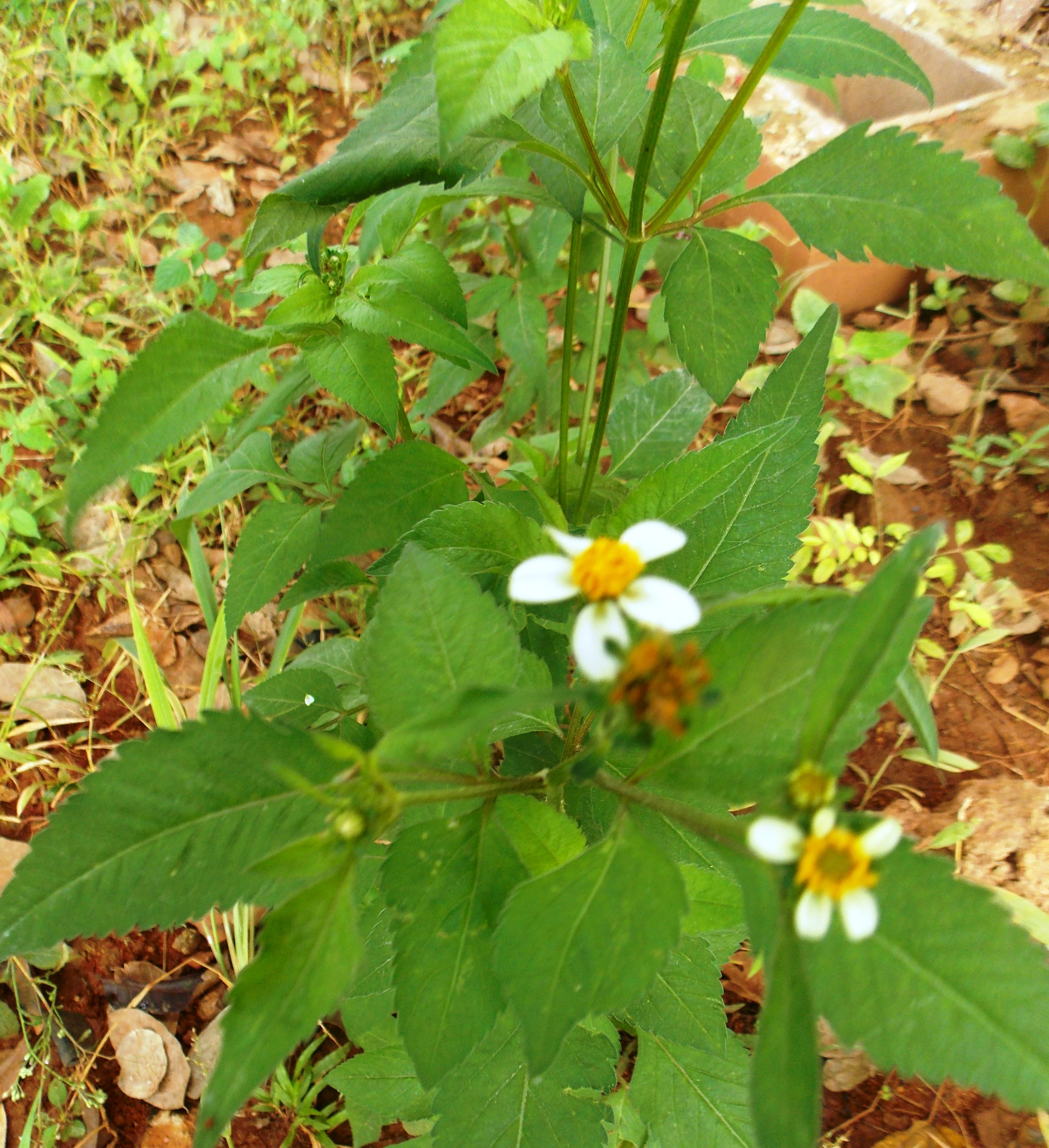 Bidens pilosa (black-jack) leaves and flowers