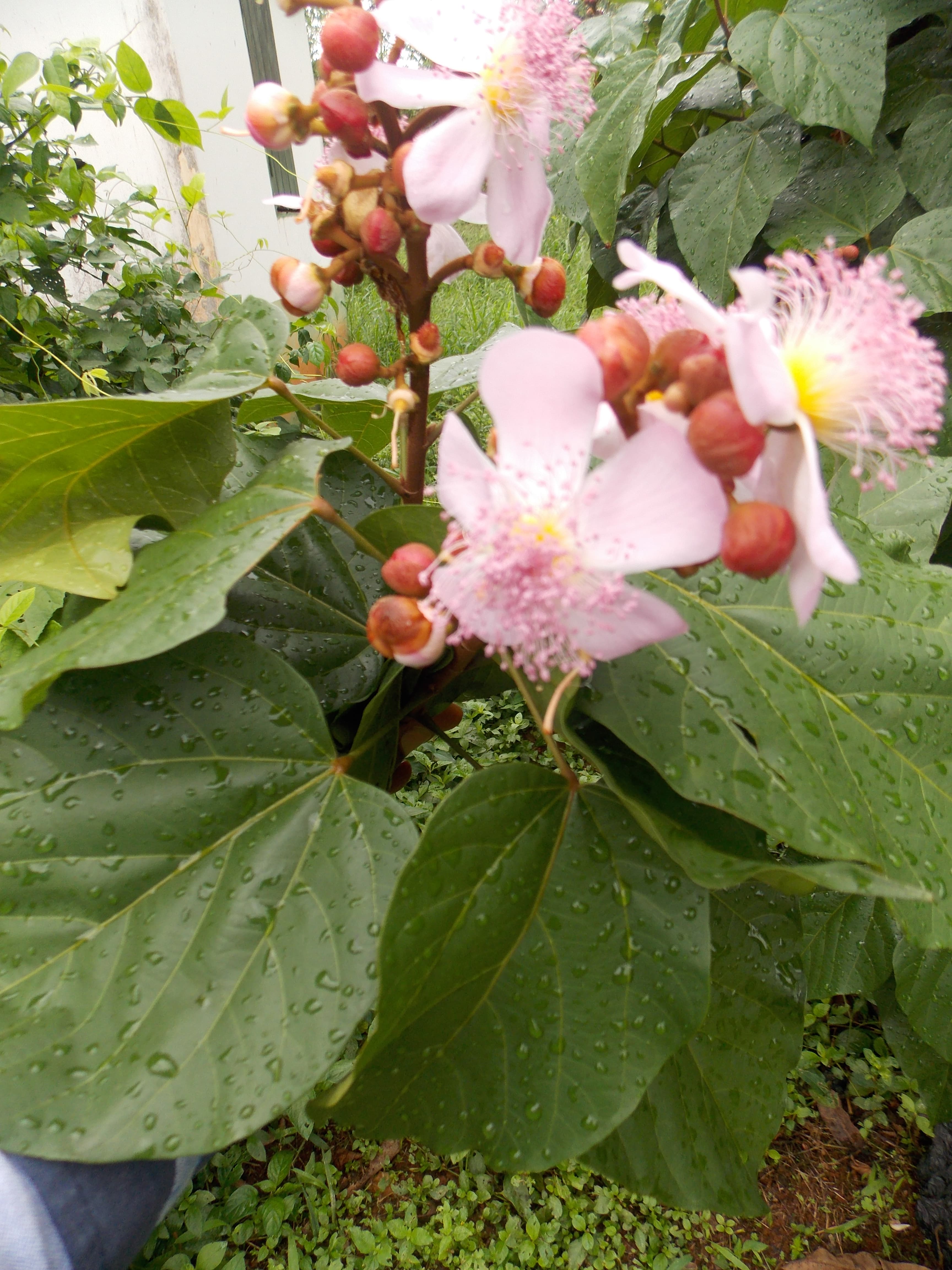 Bixa orellana (annatto) flowers and buds