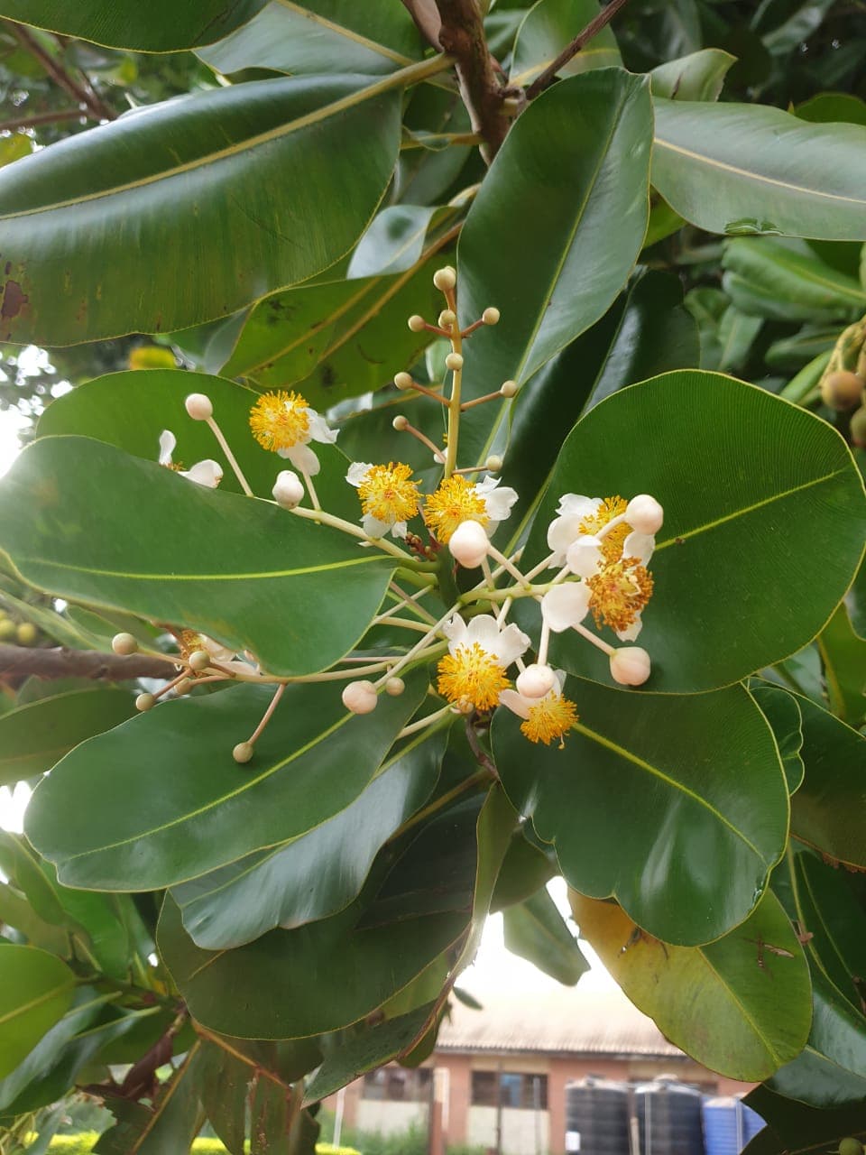 Calophyllum inophyllum (tamanu) leaves and flowers