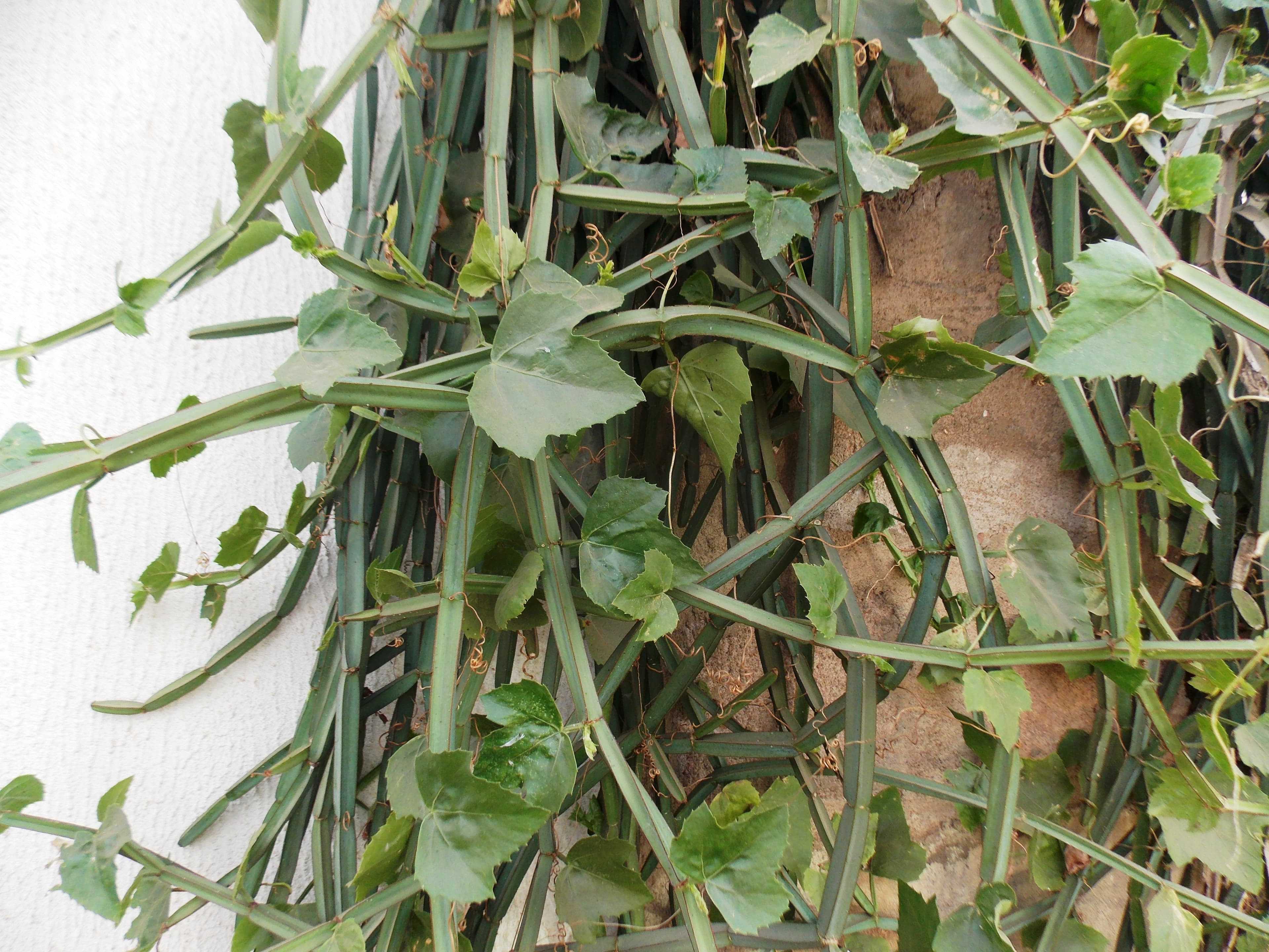 Cissus quadrangularis (veldt grape) stems and leaves