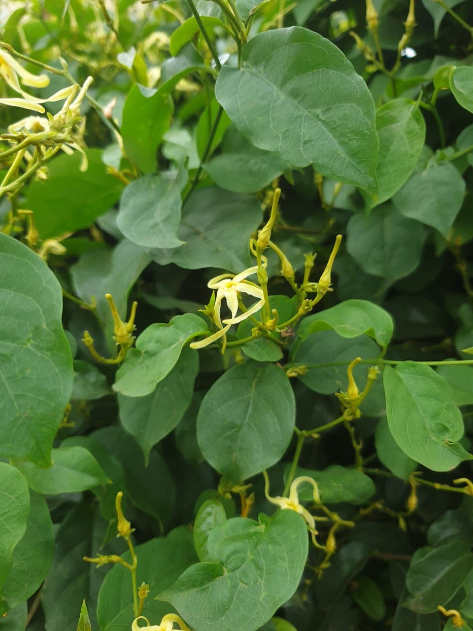 Cryptolepis sanguinolenta (Ghana quinine) leaves and flowers