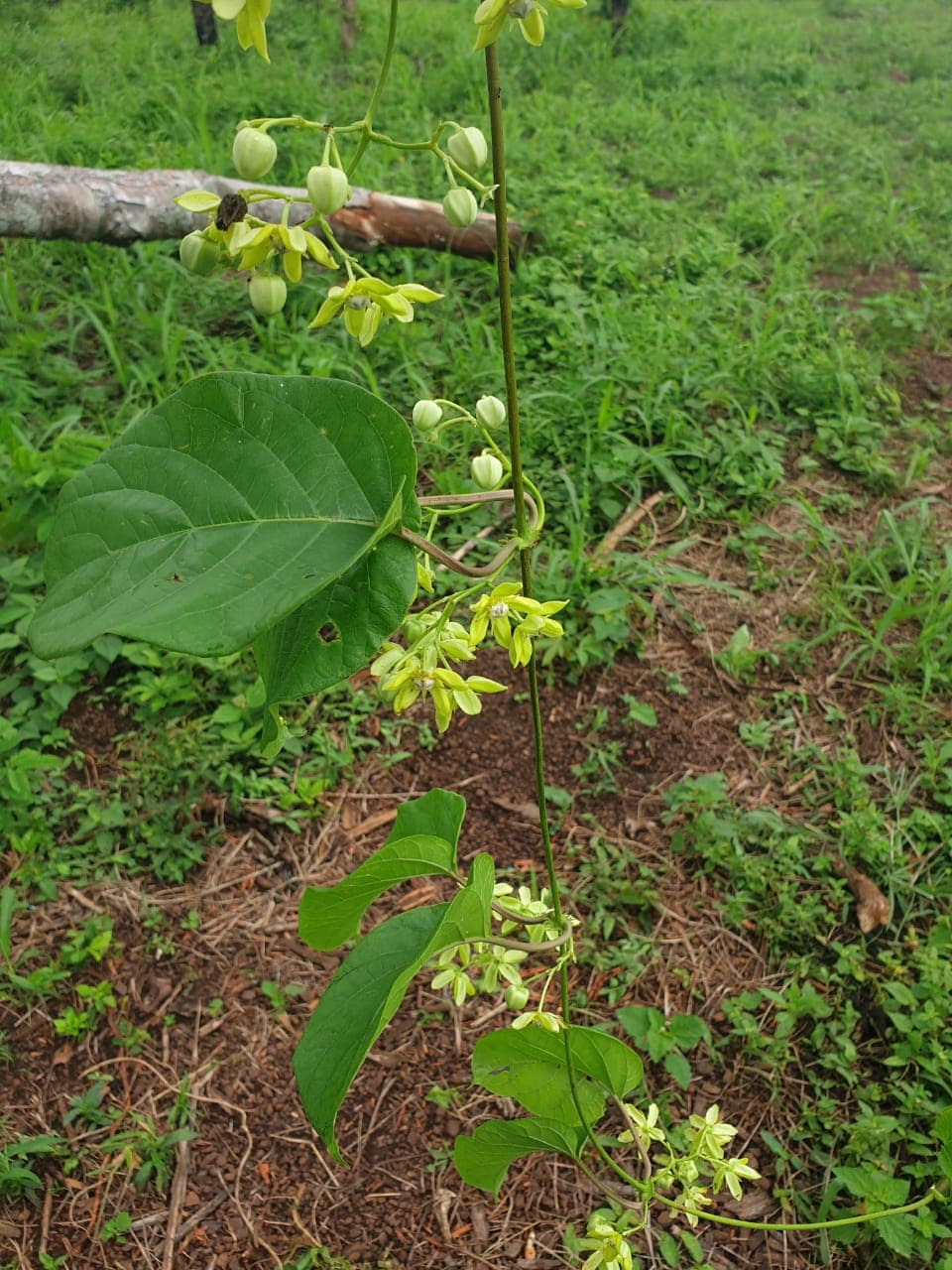 Mondia whitei (white's ginger) vine in flower