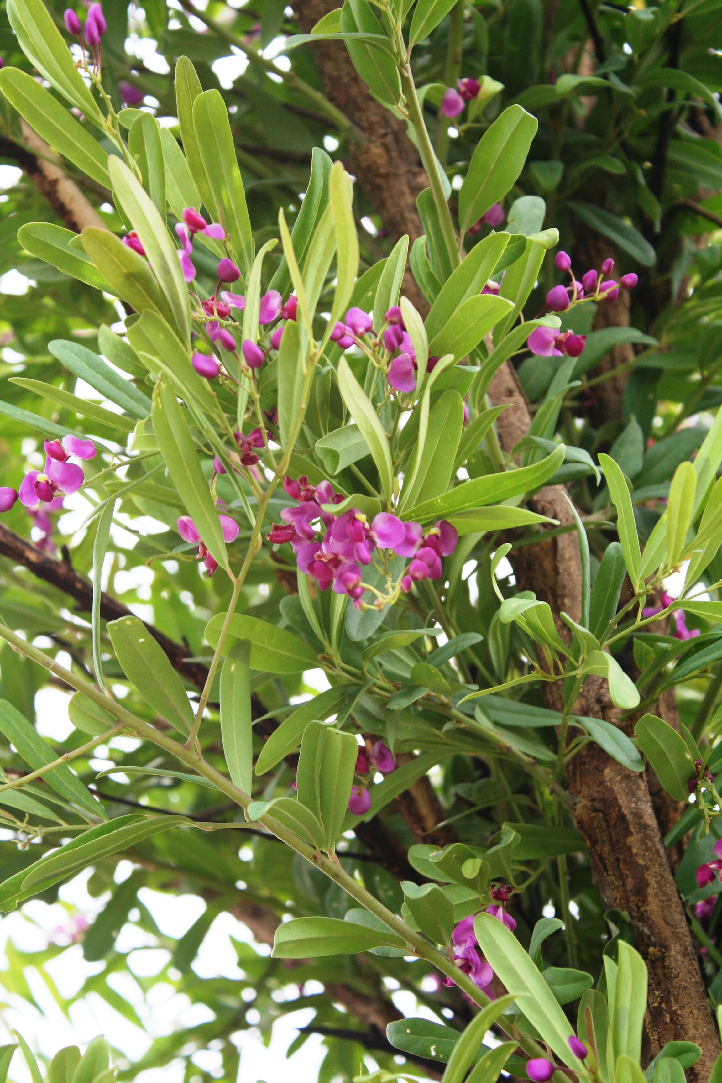Securidaca longepedunculata (violet tree) leaves and flowers