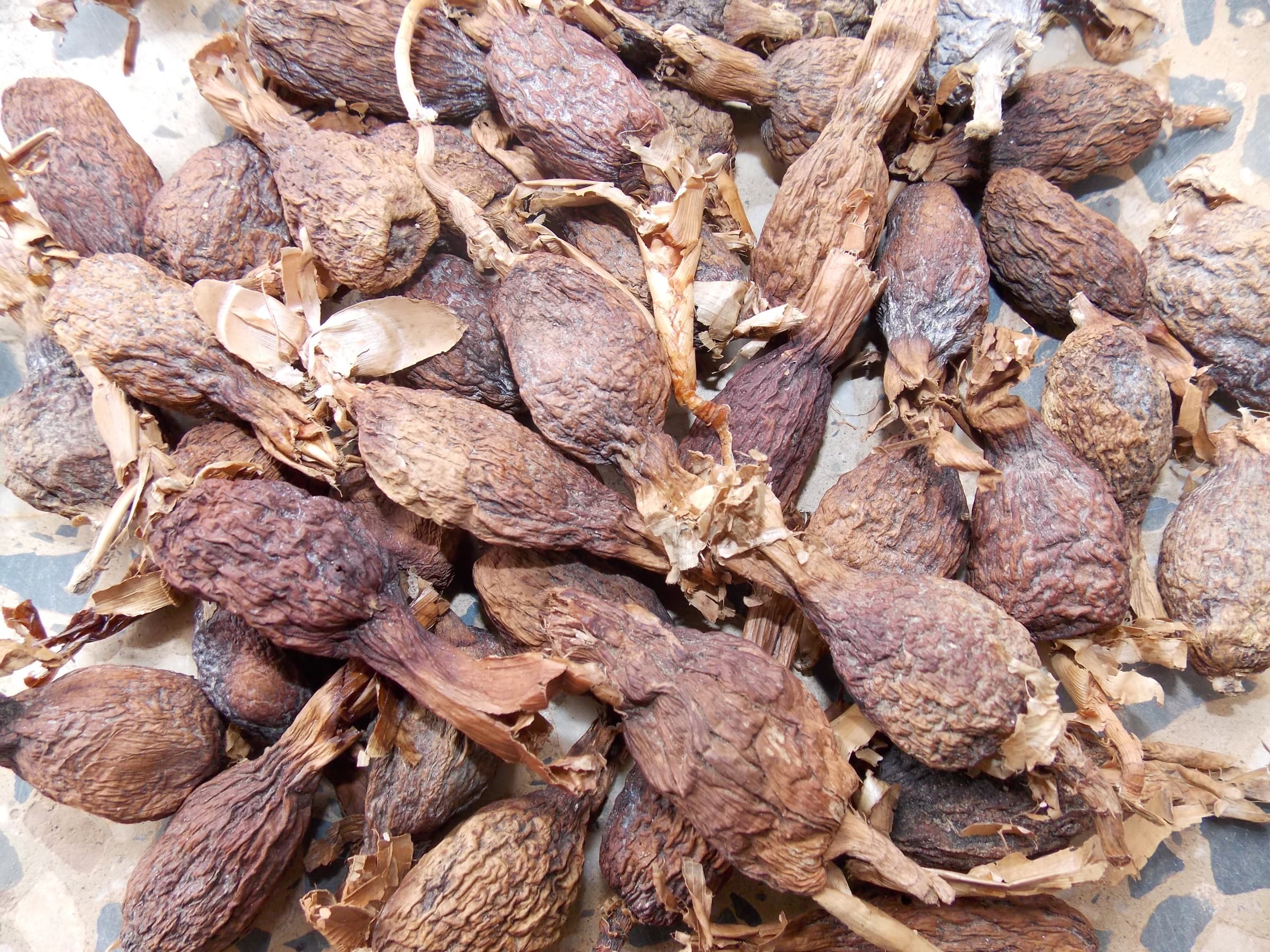 Aframomum melegueta (grain of paradise) seeds