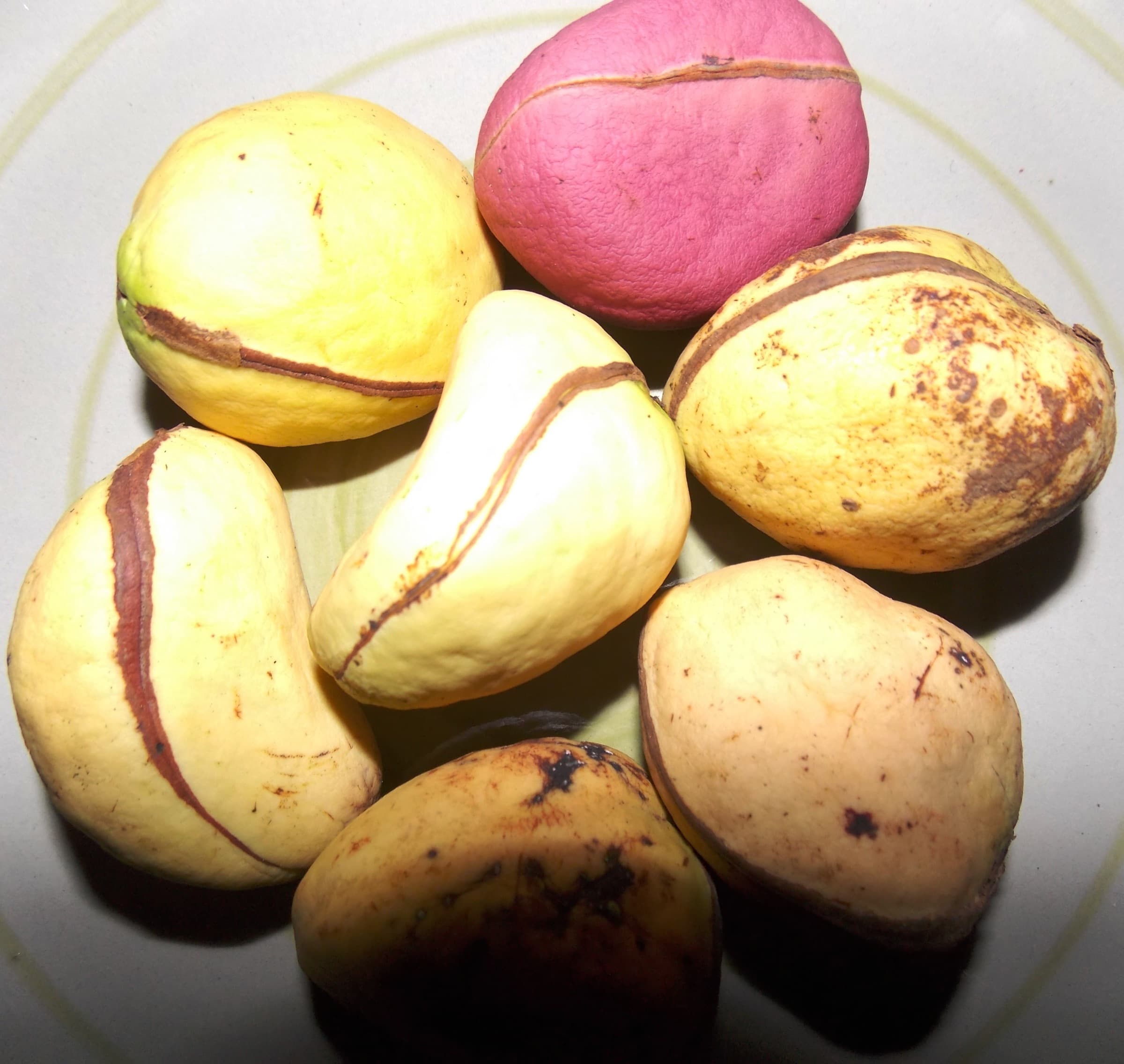 Fresh Cola nitida (kolanut) seeds