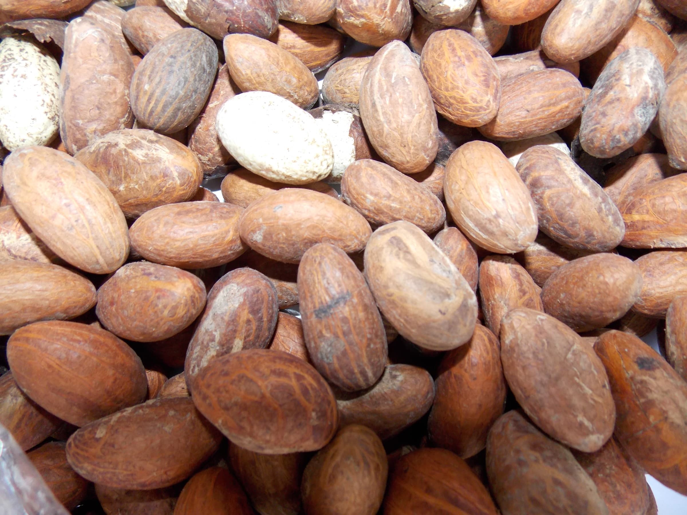 Garcinia kola (bitter kola) seeds