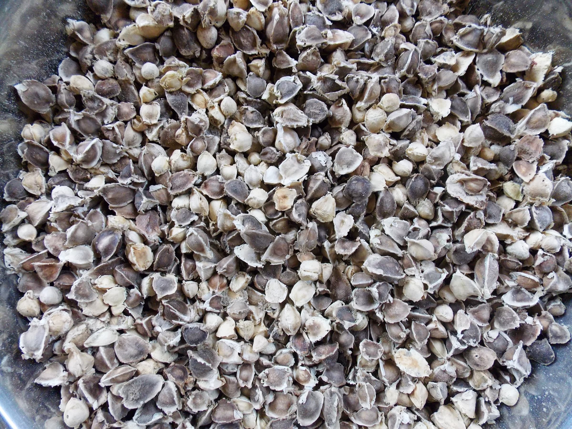 Moringa oleifera dried seeds
