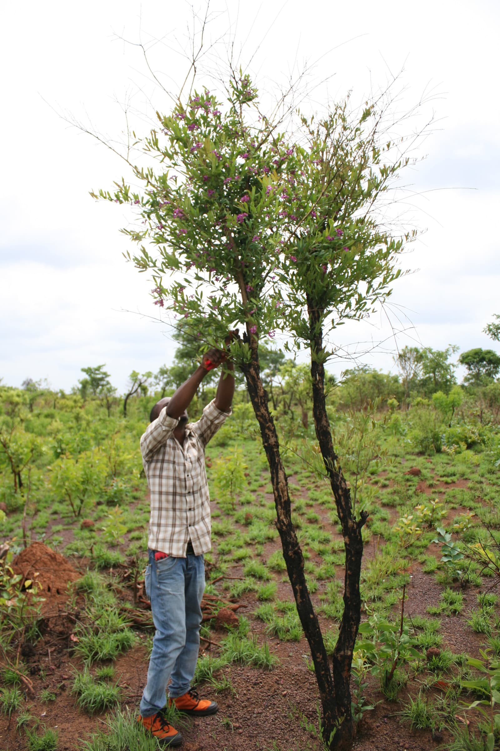 Harvesting botanical material from a tree in the field