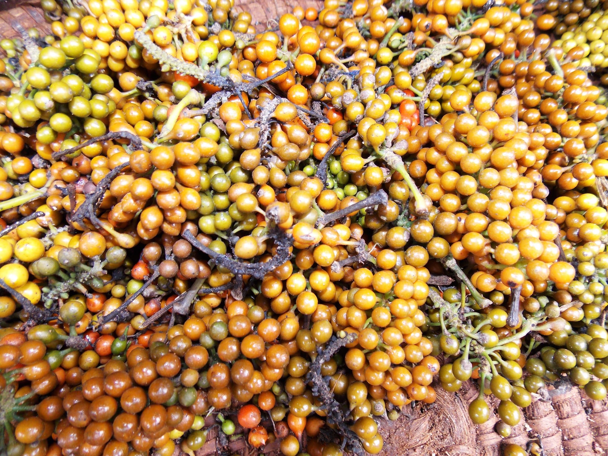 Piper guineense (Ashanti pepper) fruits