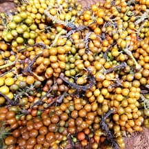 Piper Guineensis