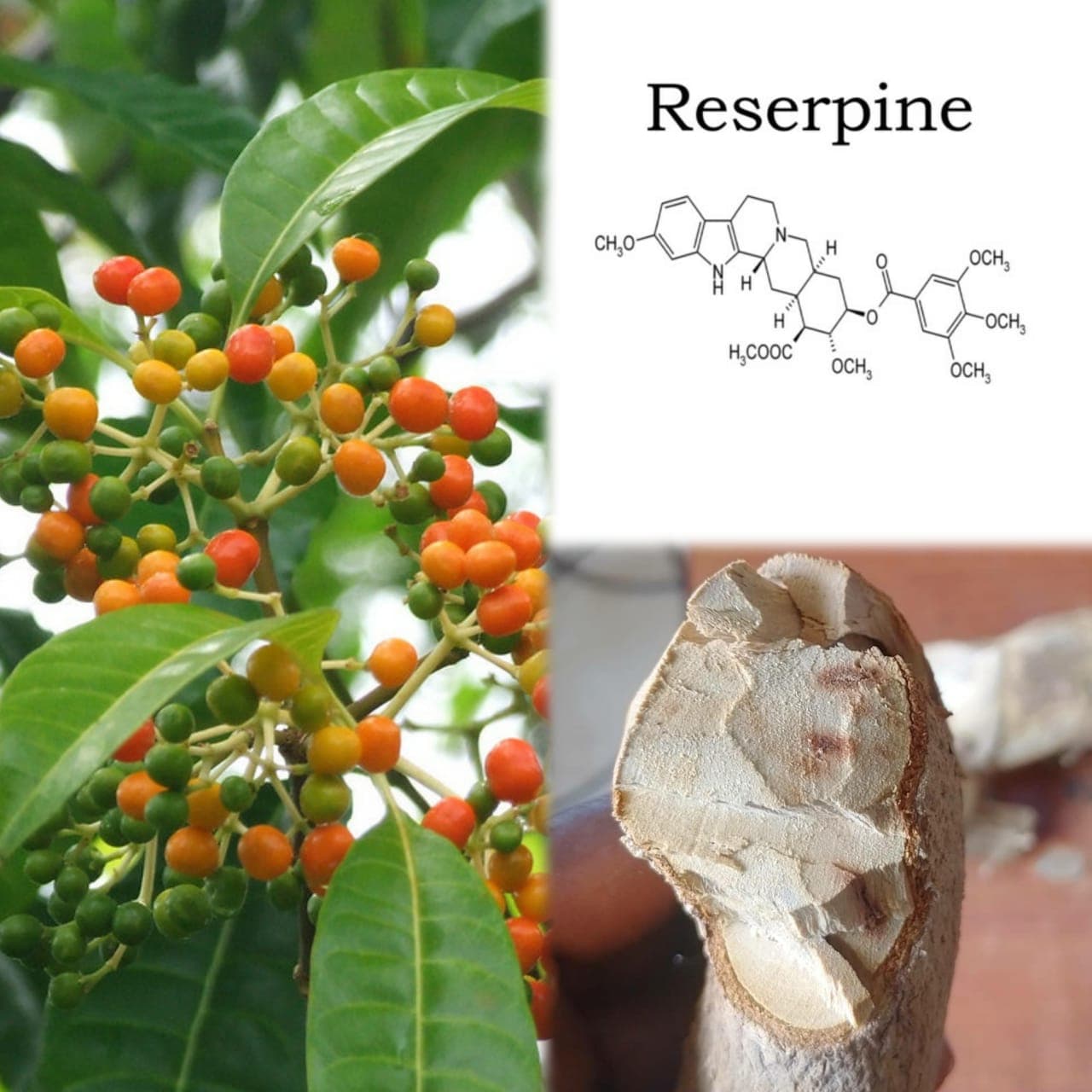 Pouch of Rauvolfia vomitoria (African rauvolfia) leaf powder