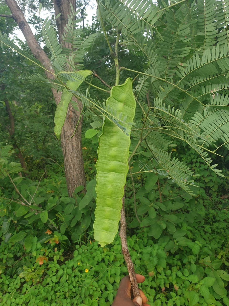 Entanda gigas (sea heart) seed pods