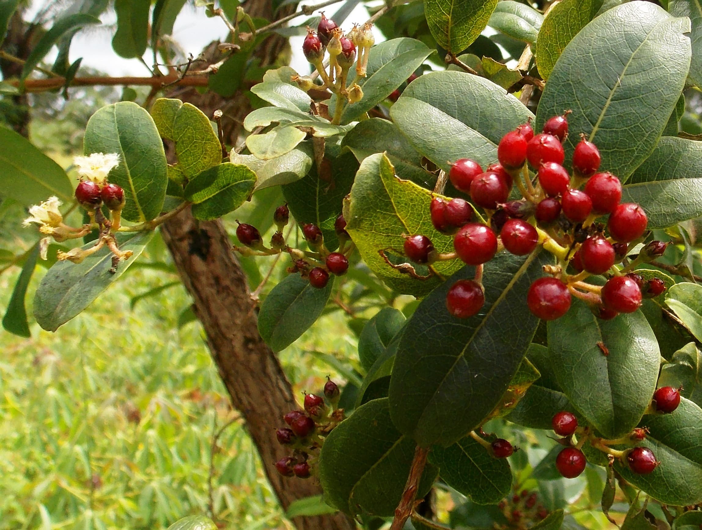 Psorospermum febrifugum (Christmas berry) leaves and berries